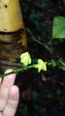 Heisteria cauliflora
