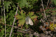 Coenonympha sunbecca