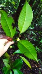 Heisteria cauliflora