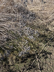 Dasistoma macrophylla