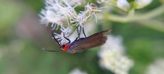 Ctenucha