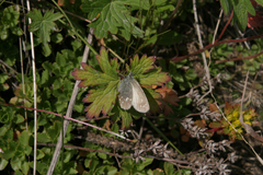 Coenonympha sunbecca