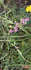Disperis tysonii