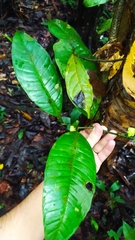 Heisteria cauliflora