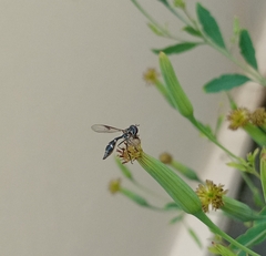 Dioprosopa clavata