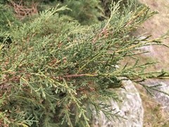 Juniperus sabina