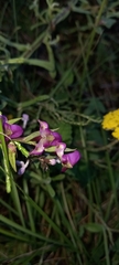 Disperis tysonii