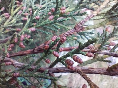 Juniperus sabina