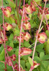 Rumex occultans