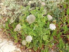 Daucus carota halophilus