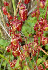 Rumex occultans