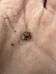 Oxychilus draparnaudi