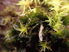 Scytinium lichenoides