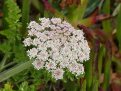 Daucus carota halophilus