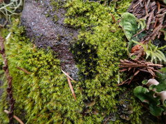 Scytinium lichenoides