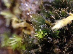 Scytinium lichenoides