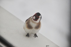 Carduelis carduelis