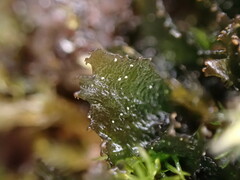 Scytinium lichenoides