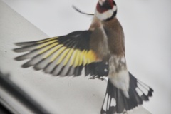 Carduelis carduelis
