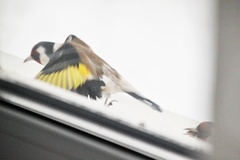 Carduelis carduelis