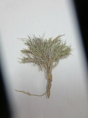 Muhlenbergia villiflora