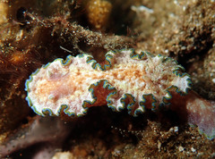 Glossodoris acosti