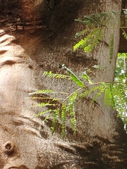 Tracheophyta