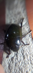 Hydrophilus