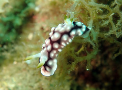 Goniobranchus geometricus