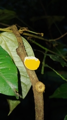 Leotiomycetes