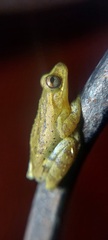 Dendropsophus columbianus