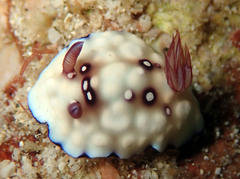 Goniobranchus hintuanensis