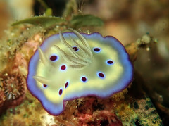 Goniobranchus kuniei