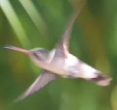 Phaeoptila sordida