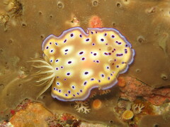 Goniobranchus kuniei