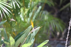 Phaeoptila sordida