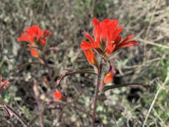 Castilleja affinis