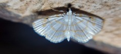 Neurophyseta