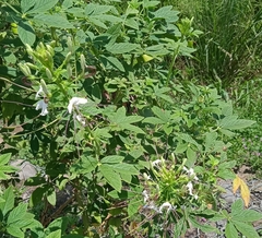 Cleome spinosa
