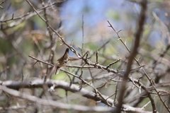 Phaeoptila sordida