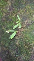 Cheiradenia cuspidata
