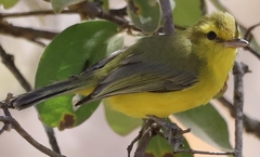 Vireo hypochryseus
