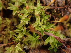 Tortella