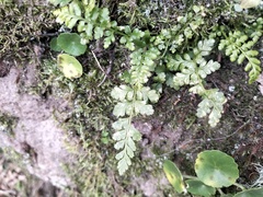Asplenium billotii