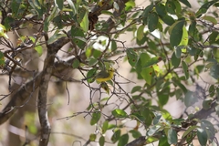 Vireo hypochryseus