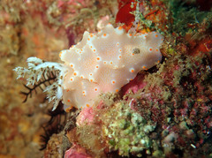 Halgerda batangas