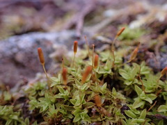 Tortella