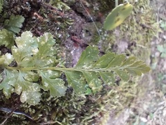 Asplenium billotii