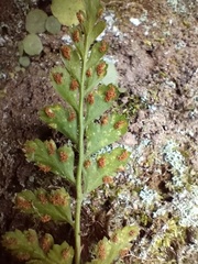 Asplenium billotii