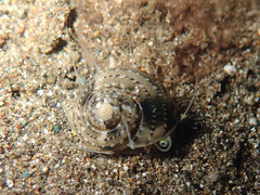 Heliacus variegatus